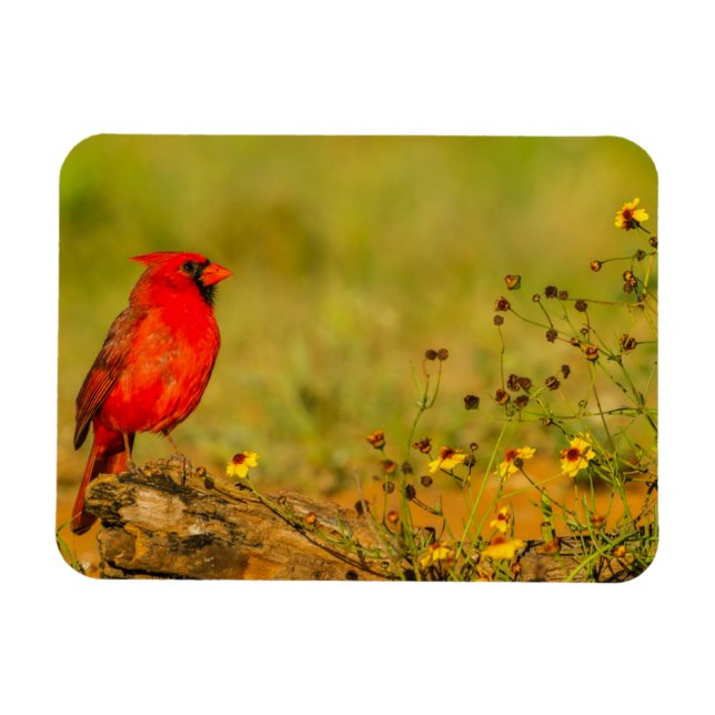 Ímã Cardinal macho em tronco (Horizontal)