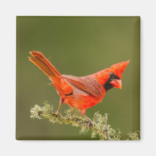 Imã Cardinal macho no galho