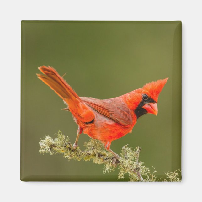 Imã Cardinal macho no galho (Frente)
