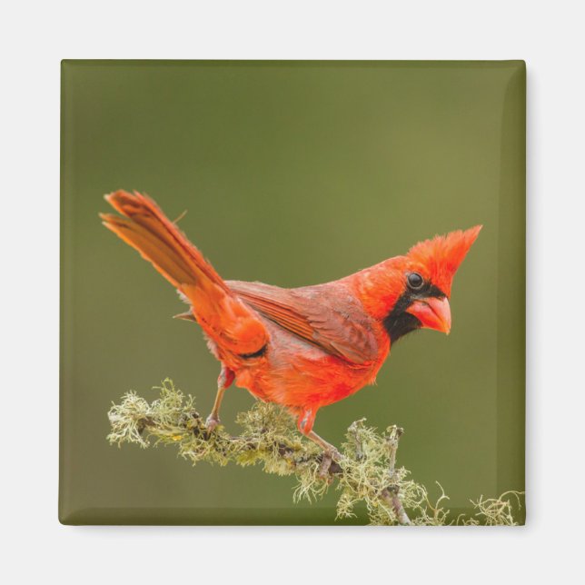 Imã Cardinal macho no galho (Frente)