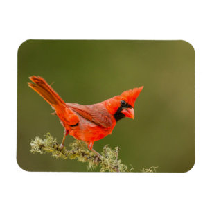 Ímã Cardinal macho no galho