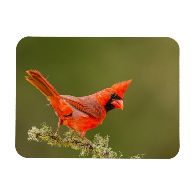 Ímã Cardinal macho no galho (Horizontal)
