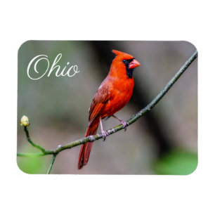 Ímã Cardinal Ohio Magnet