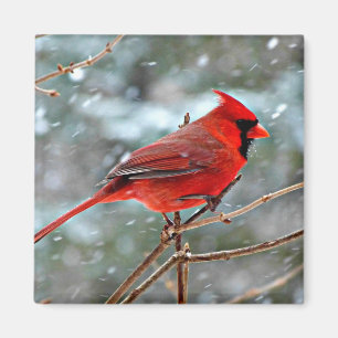 Imã Cardinal Vermelho