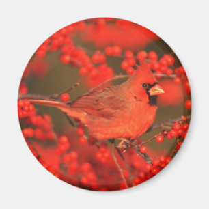Imã Cardinal Vermelho do Norte Macho, IL