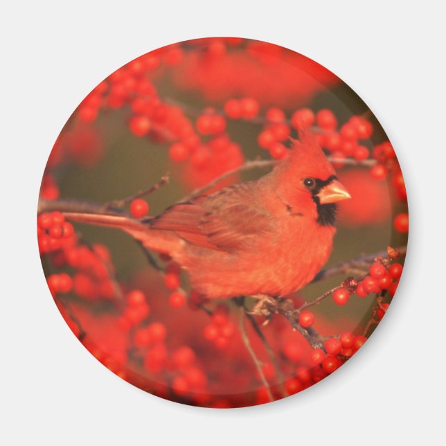 Imã Cardinal Vermelho do Norte Macho, IL (Frente)