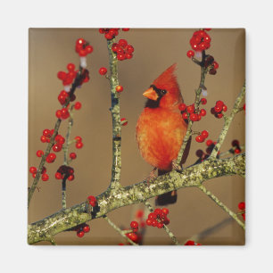 Imã Cardinal-vermelho macho empoleirado, IL