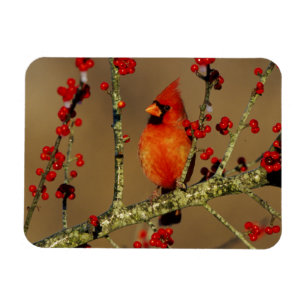 Ímã Cardinal-vermelho macho empoleirado, IL