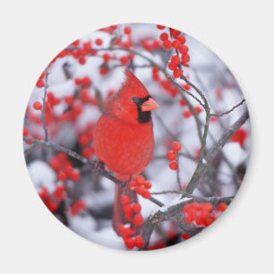 Imã Cardinal-vermelho macho, Inverno, IL