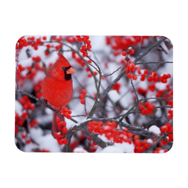 Ímã Cardinal-vermelho macho, Inverno, IL (Horizontal)