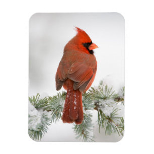 Ímã Cardinal-vermelho macho no Cedro-do-Atlas Azul