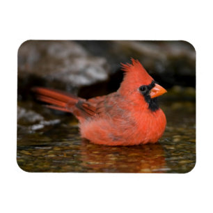Ímã Cardinal-vermelho-macho tomando banho