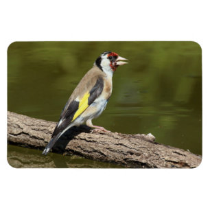 Ímã Carduelis carduelis