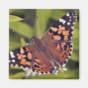 Imã cardui do vanessa - Europa, Alemanha, Baviera,