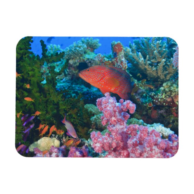 Ímã cardume de Fairy Basslets (Pseudanthias (Horizontal)