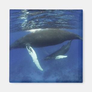 Imã Caribe, arquipélago das Antilhas Grandes,