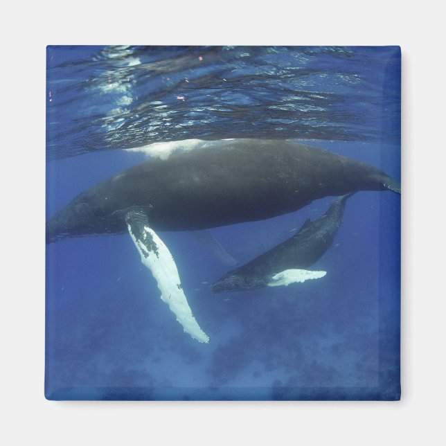 Imã Caribe, arquipélago das maiores Antilhas, (Frente)