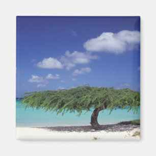 Imã Caribe, Aruba. Praia Eagle