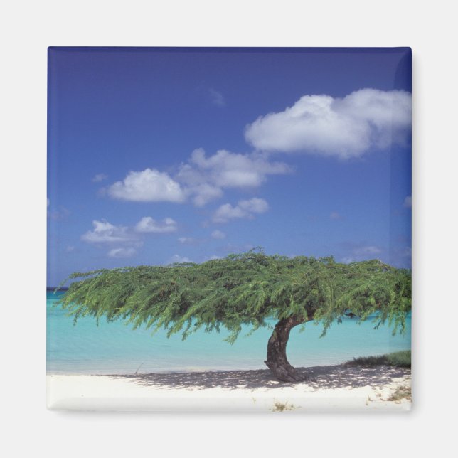 Imã Caribe, Aruba. Praia Eagle (Frente)