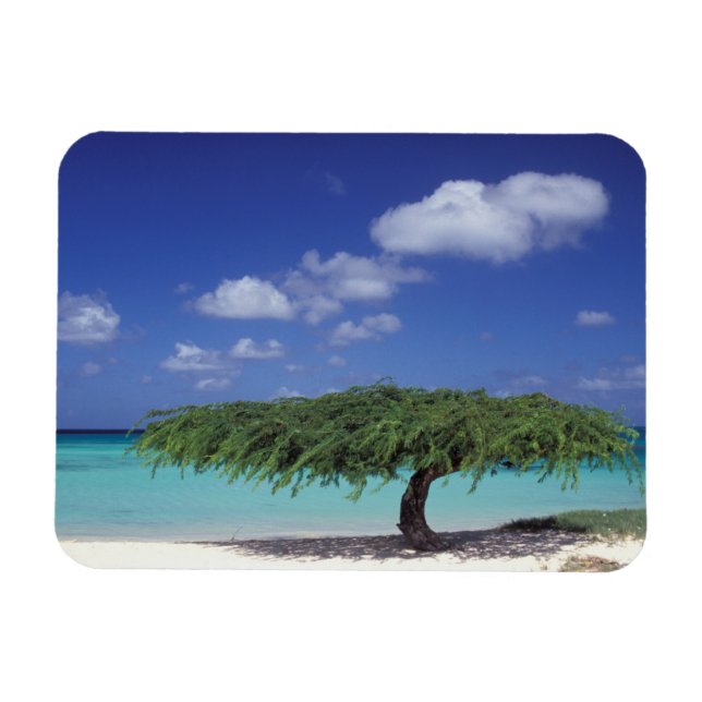 Ímã Caribe, Aruba. Praia Eagle (Horizontal)