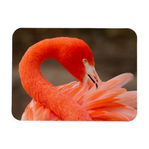 Ímã Caribe flamingo
