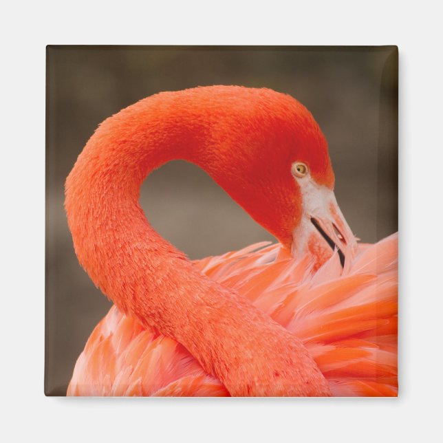 Imã Caribe flamingo (Frente)