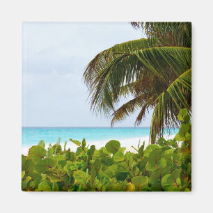 IMÃ CARIBE PRAIA - BARBADOS