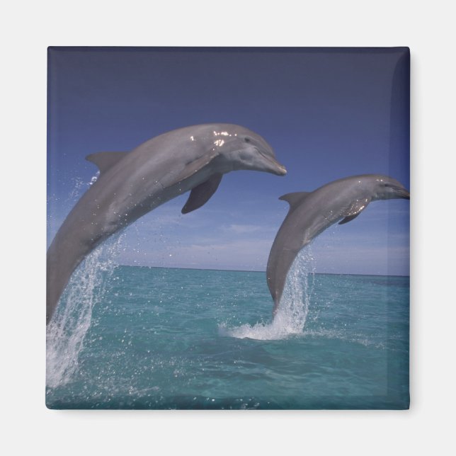 Imã Caribenho, golfinhos-nariz-de-garrafa Tursiops (Frente)