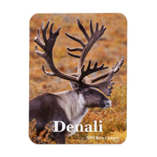 Ímã Caribu em Denali