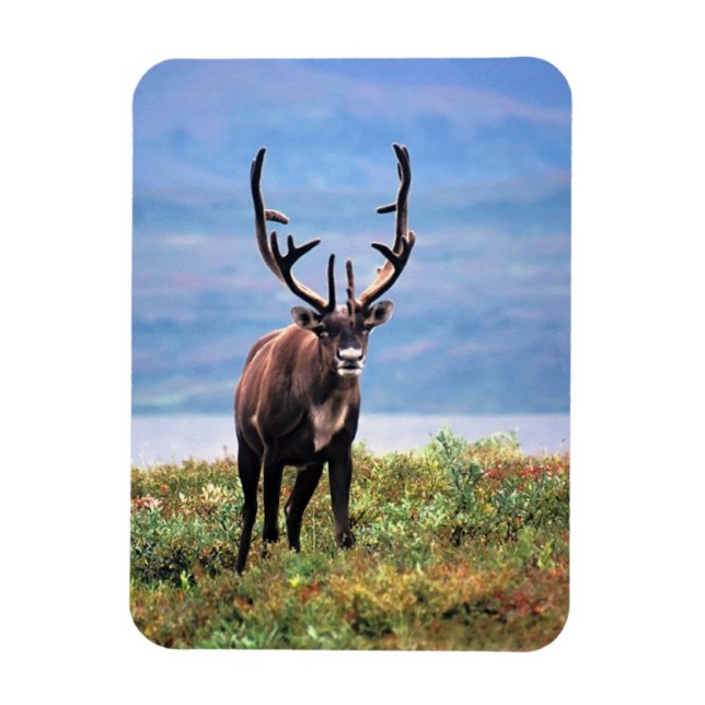 Ímã Caribu ou Rena | Parque Nacional Denali, Alasca (Vertical)