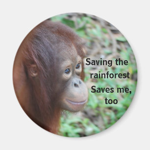 Imã Caridade sobre a vida selvagem de Orangutan