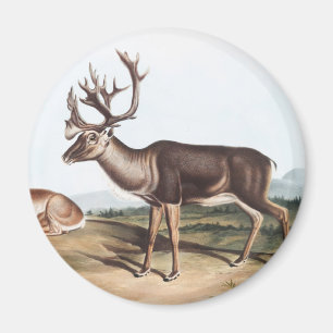 Imã Cariou, American Rein Deer (Tarandus furcifer)