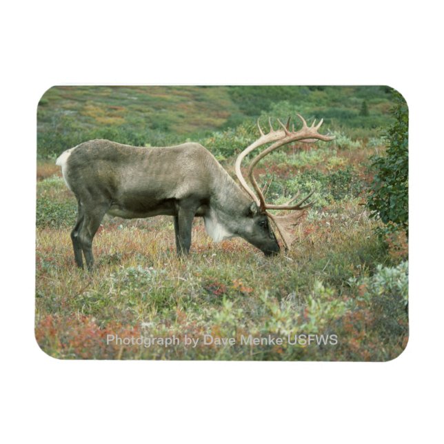 Ímã Cariou Buck Grazing Magnet (Horizontal)