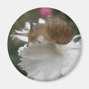 Imã Carnais de Jardim e Magnetos Brancos