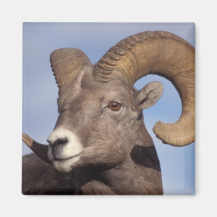 Imã carneiro bighorn, carneiro da montanha, Ovis canad