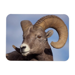 Ímã carneiro bighorn, carneiro montês, Ovis canadensis