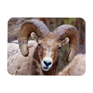 Ímã Carneiro Bighorn das Montanhas Rochosas