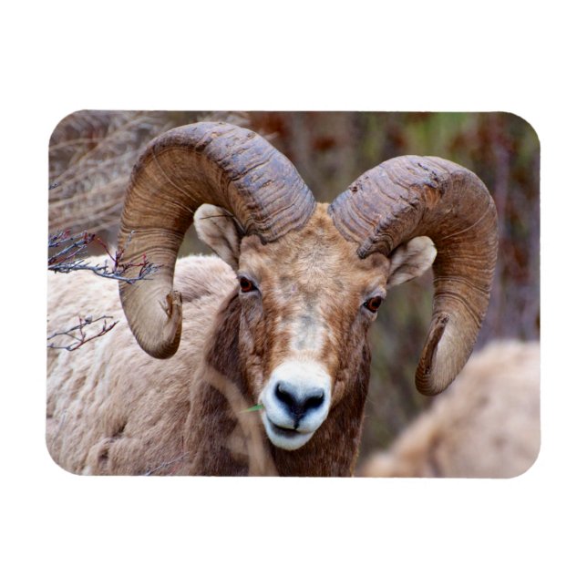 Ímã Carneiro Bighorn das Montanhas Rochosas (Horizontal)