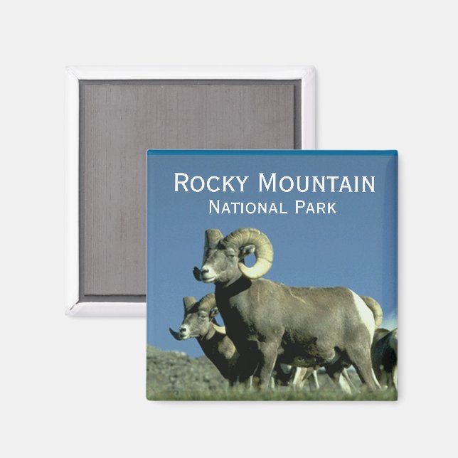 Imã Carneiro de Bighorn (Front/Back)