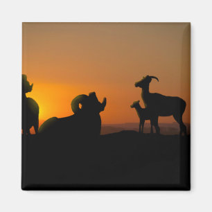 Imã Carneiro de Bighorn