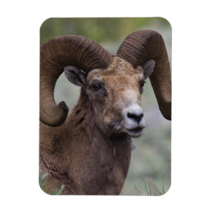 Ímã Carneiro de Ovelha Bighorn das Montanhas Rochosas