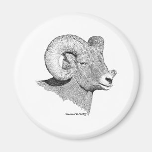 Imã Carneiros de Bighorn