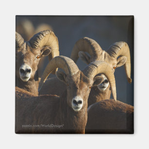 Imã Carneiros de Bighorn