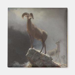 Imã Carneiros de montanha rochosa ou Big Horn, Ovis,