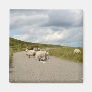 Imã Carneiros na estrada no ímã de Ireland