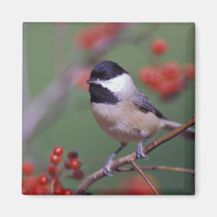 Imã Carolina Chickadee