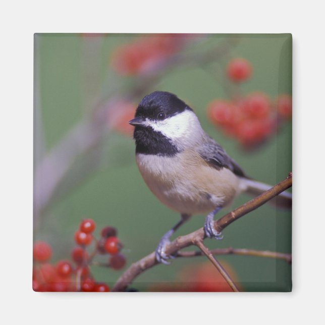 Imã Carolina Chickadee (Frente)