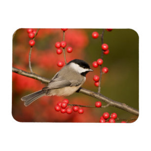 Ímã Carolina Chickadee no arbusto Common Winterberry