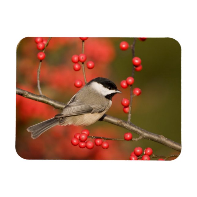Ímã Carolina Chickadee no arbusto Common Winterberry (Horizontal)