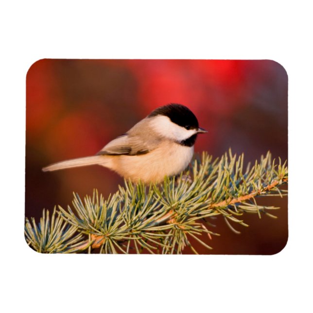 Ímã Carolina Chickadee no Cedro Atlas Azul (Horizontal)
